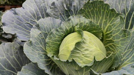 Aliments et nutriments essentiels pour prévenir les maladies en automne et en hiver
