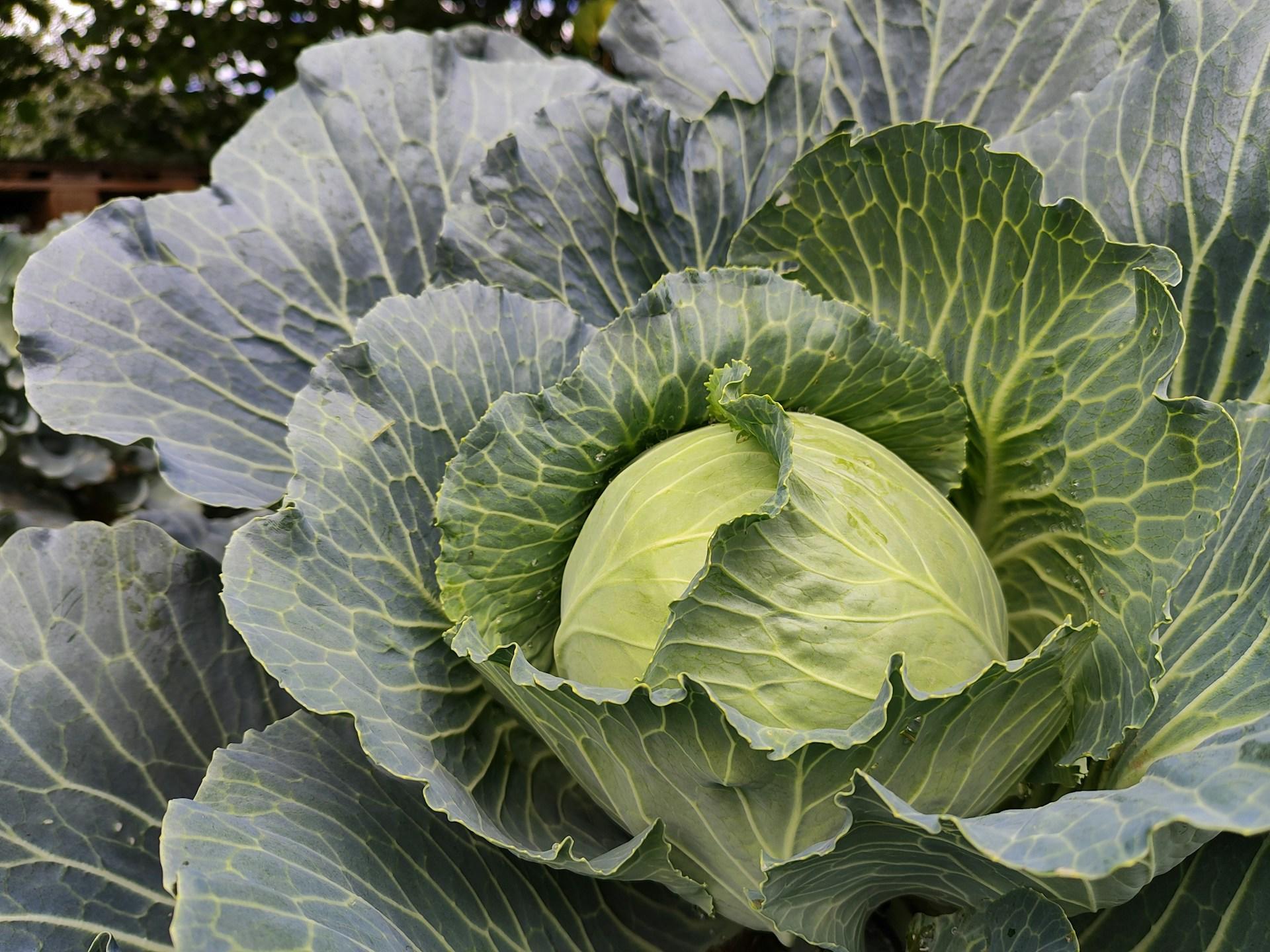 Cabbage Happy Diet