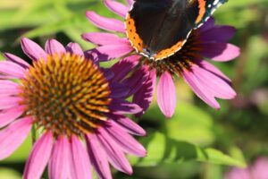 Guide complet pour réduire les risques de tomber malade pendant les saisons froides