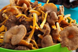Savoureux et simple à préparer des recettes d'automne