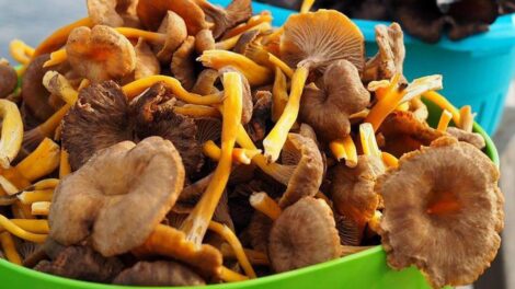 Savoureux et simple à préparer des recettes d'automne