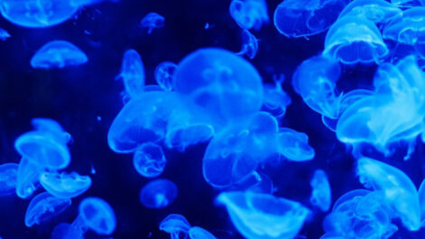 Les 10 meilleures écoles secondaires scientifiques de Rome
