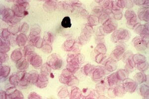 Que se passe-t-il pendant le cycle cellulaire?