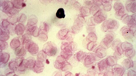 Que se passe-t-il pendant le cycle cellulaire?