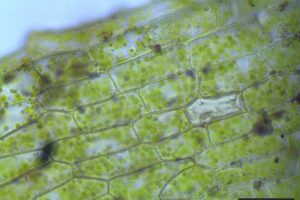 Cellules végétales: ce que vous devez savoir
