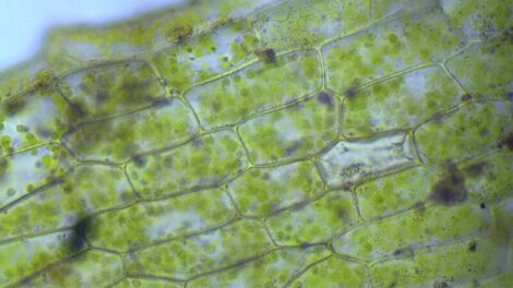 Cellules végétales: ce que vous devez savoir