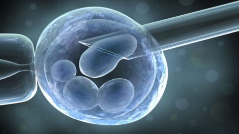 Cellules souches: quels sont-ils?