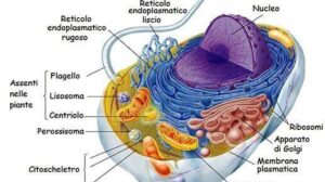 Lauréats italiens du prix Nobel de médecine : les pionniers qui ont changé l'histoire