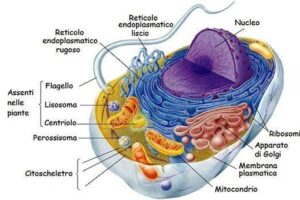 Lauréats italiens du prix Nobel de médecine : les pionniers qui ont changé l'histoire