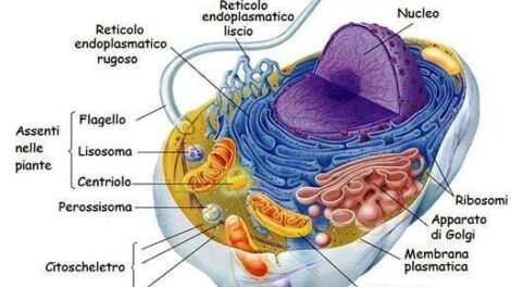Lauréats italiens du prix Nobel de médecine : les pionniers qui ont changé l'histoire