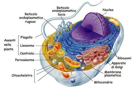 Lauréats italiens du prix Nobel de médecine : les pionniers qui ont changé l'histoire