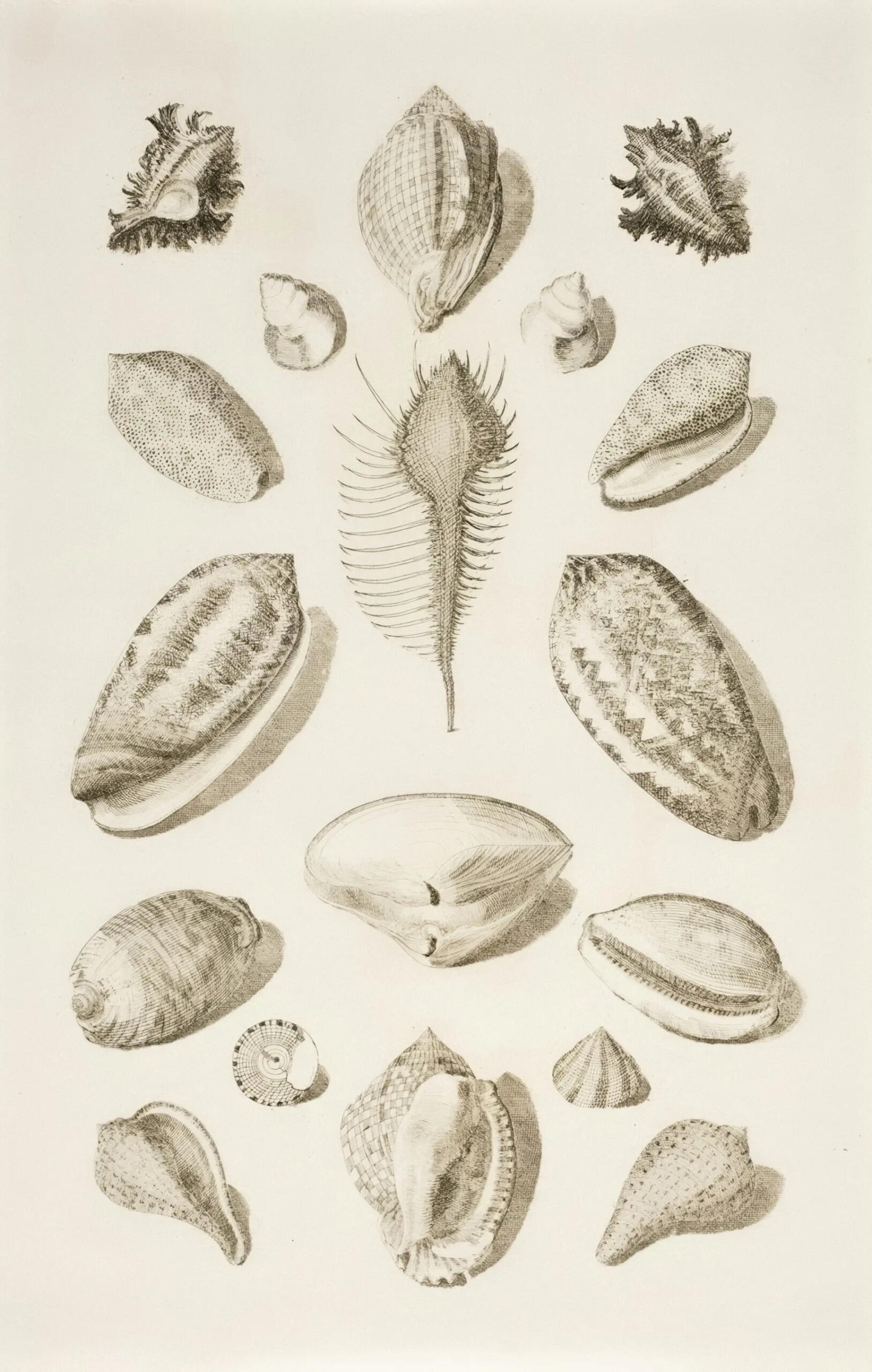 Image scientifique représentant une série de coquilles de formes différentes. 
