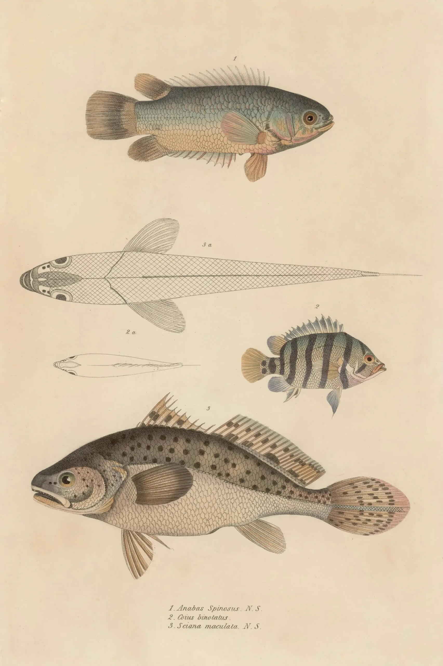 Image scientifique représentant différentes espèces de poissons. 